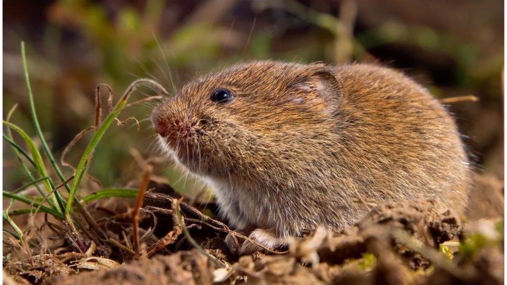 Stone Age people 'roasted rodents for food' - archaeologists