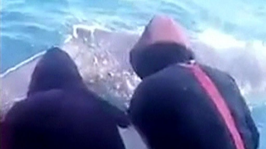 Peruvian fishermen rescue baby whale from net