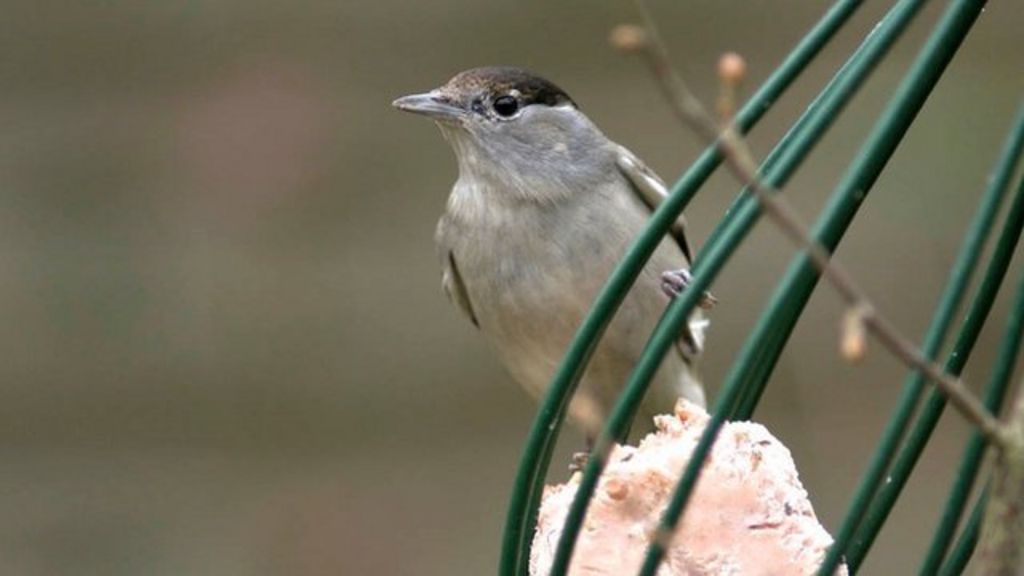 AUDIO: Garden feeders bring birds to UK