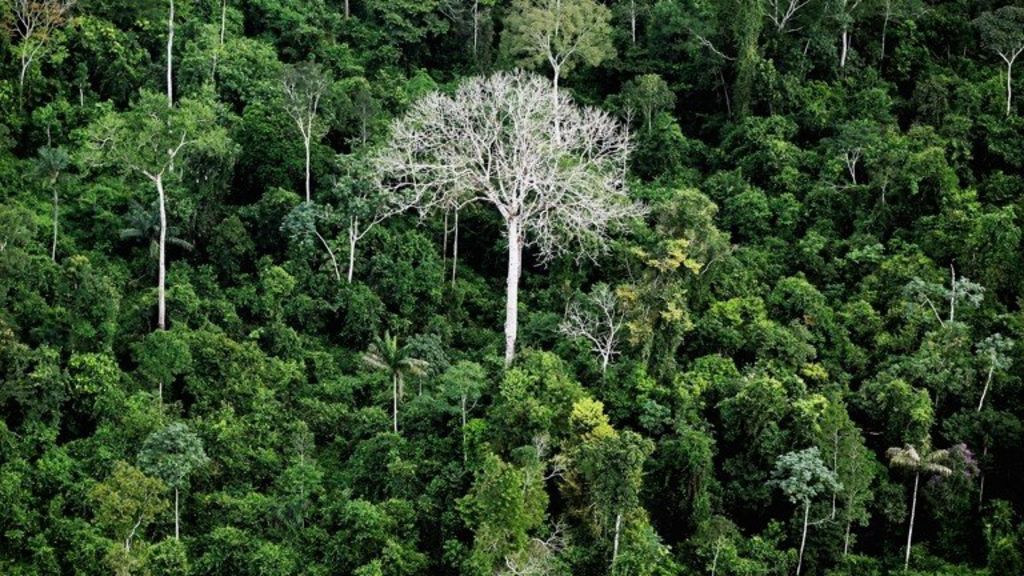 'Three centuries' to catalogue all Amazon tree species