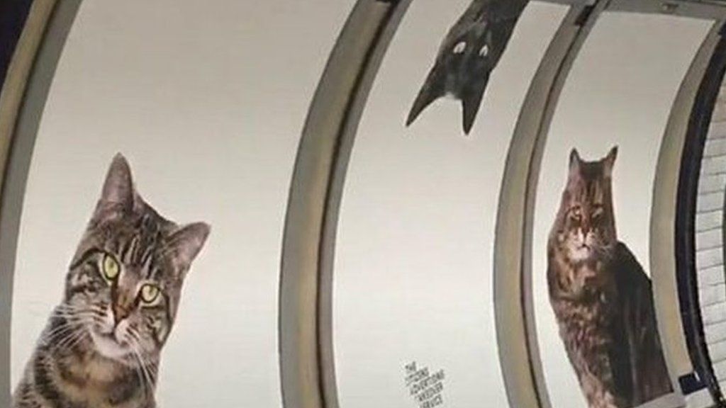Cats take over London tube station