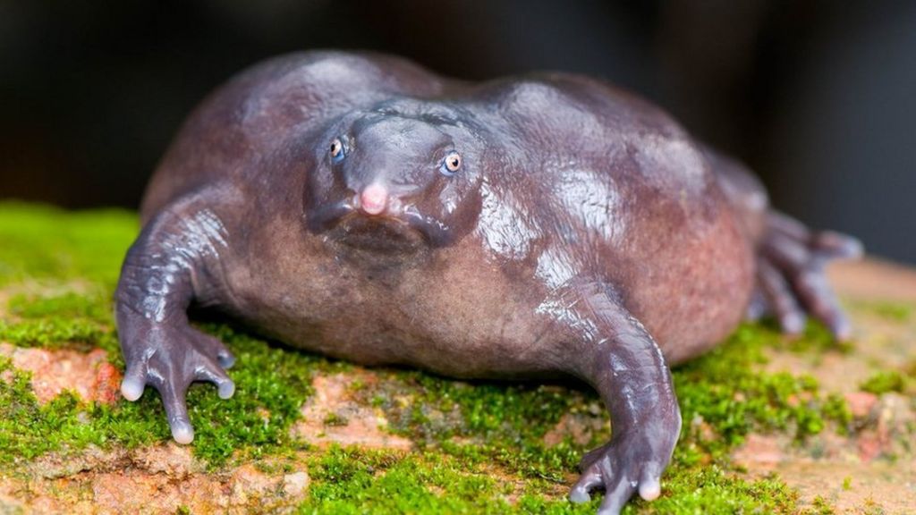 India's maverick 'frog man'