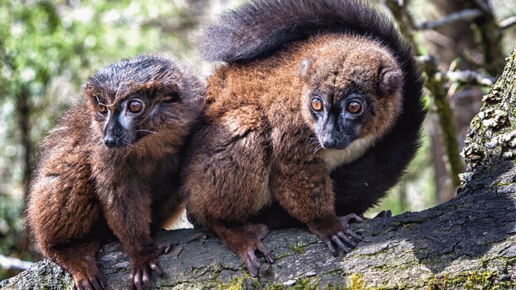 Lemur facial recognition tool developed