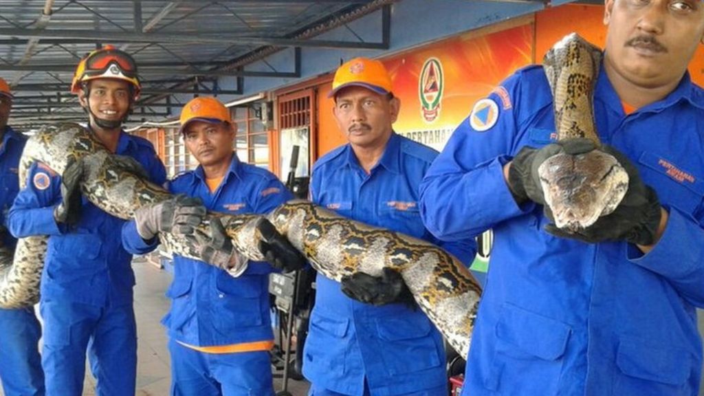 'Longest-ever' captured python dies