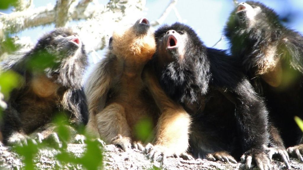 Big monkey voice 'means less sperm'