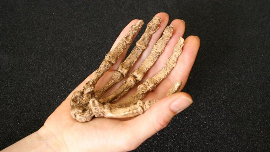 Naledi fossil prints come to London