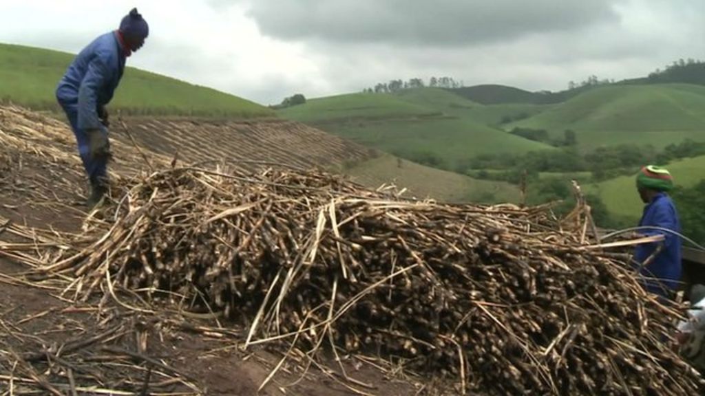 VIDEO: Drought saps South Africa sugar crop
