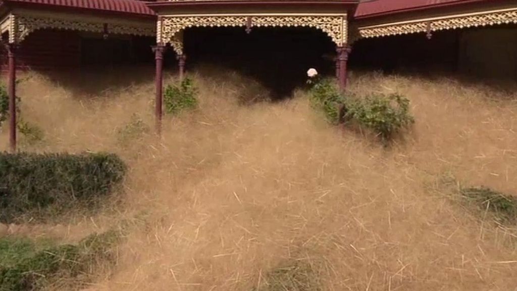 Australia town consumed by 'hairy panic'