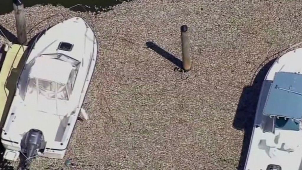 Hundreds of thousands of dead fish wash up in New Jersey