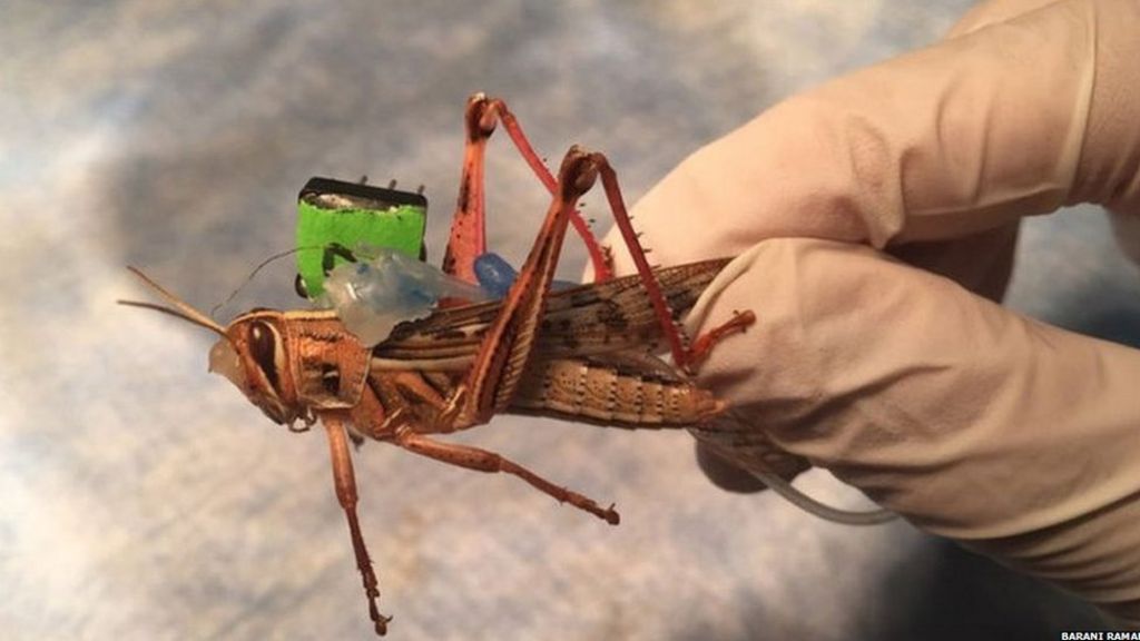 Locusts to 'sniff out explosives'