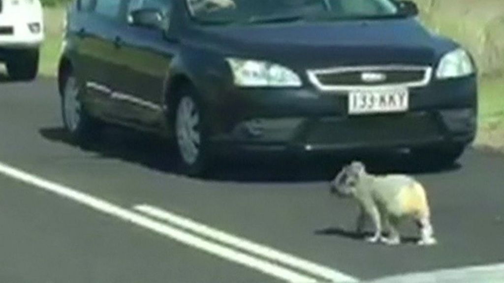 VIDEO: Traffic-stopping koala gets police escort