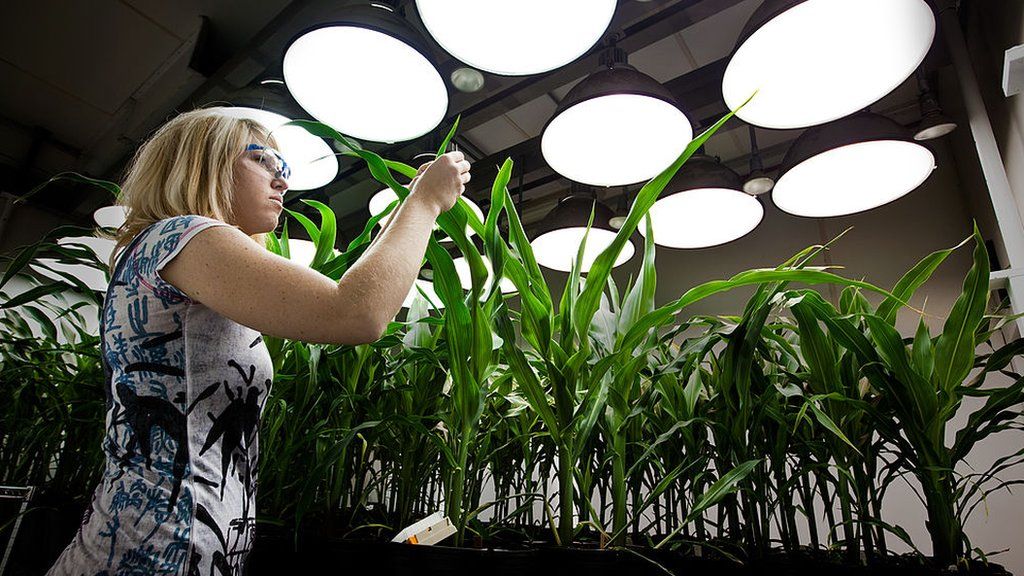 Bayer makes takeover offer for Monsanto