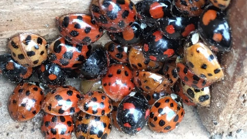 Ladybird invasion