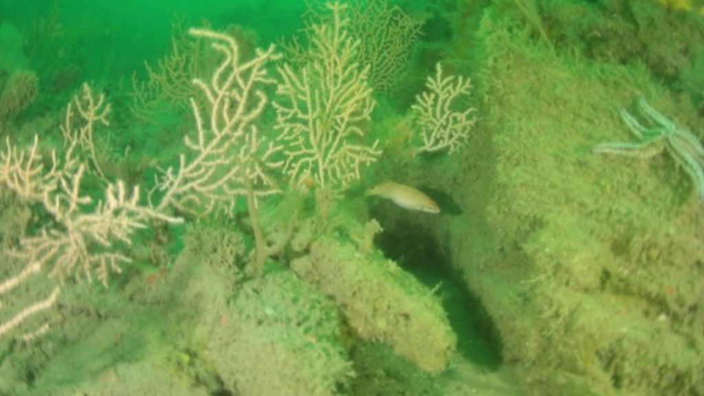 VIDEO: Exploring England's coastal wildlife