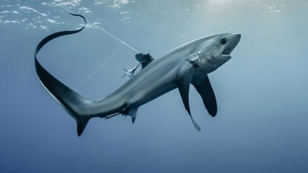 'Indiana Jones' shark gains protection at Cites meeting