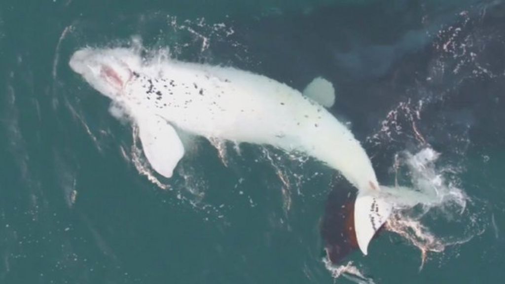 Drone films white southern right whale calf off Australia