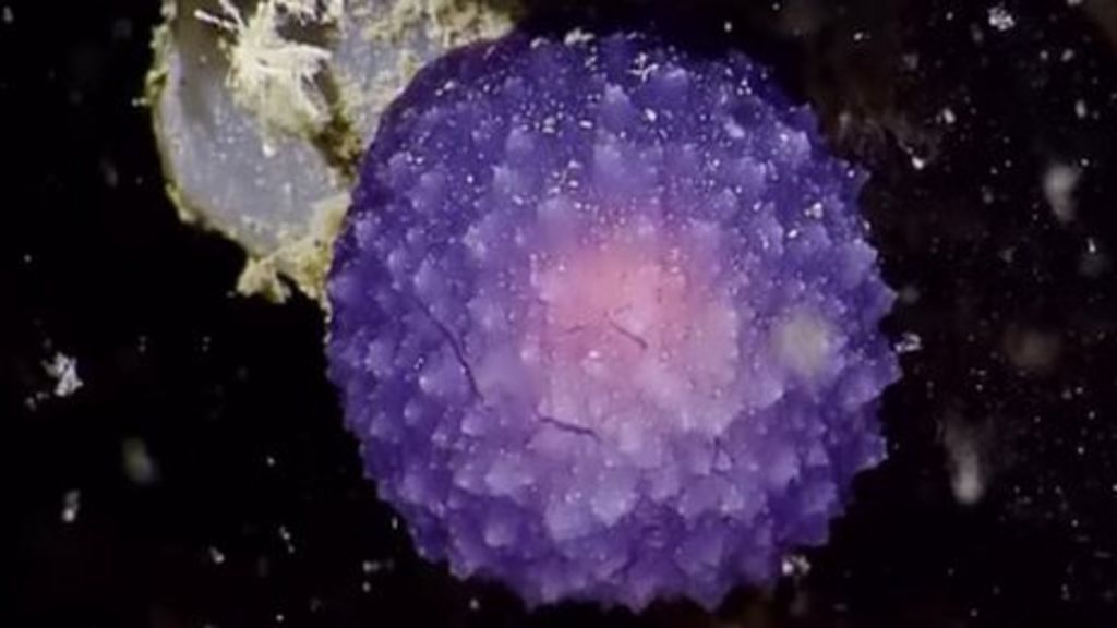 Strange purple sea creatures found in deep ocean trenches