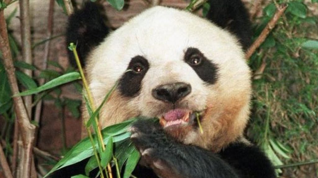 'Oldest' panda in captivity Jia Jia dies at the age of 38