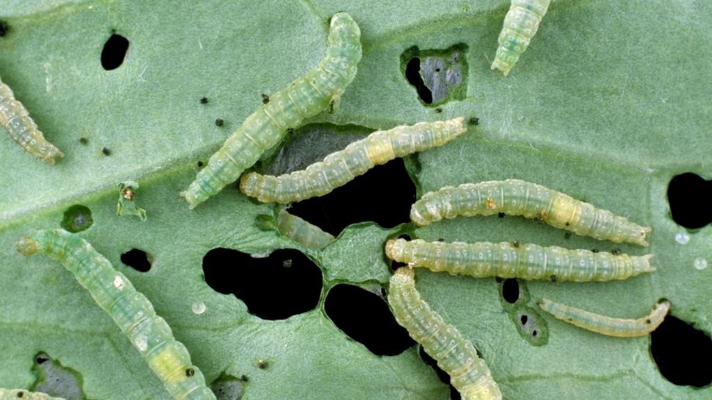 'Biblical' moth influx threatens to devastate crops