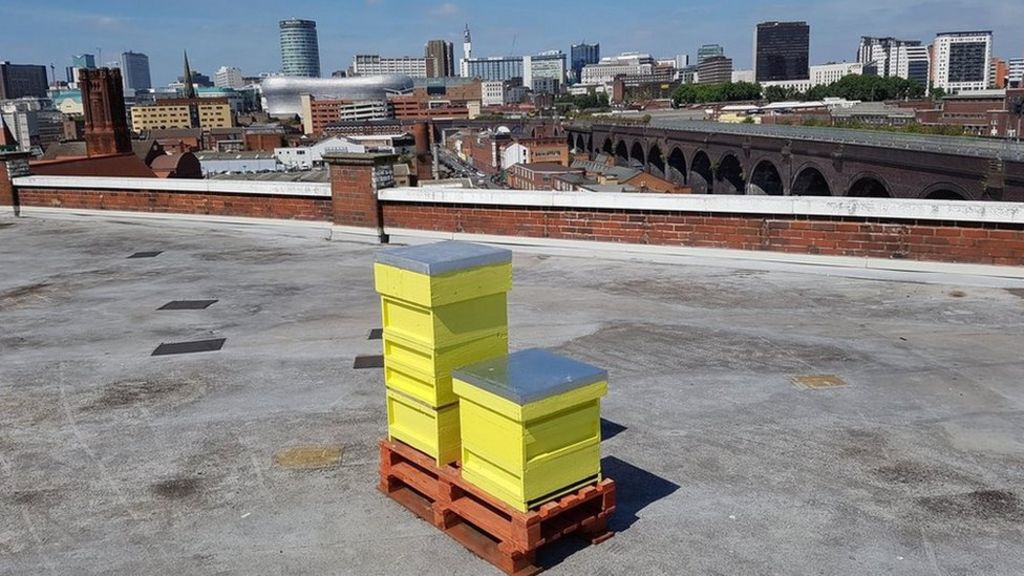 The rise and rise of urban beekeeping