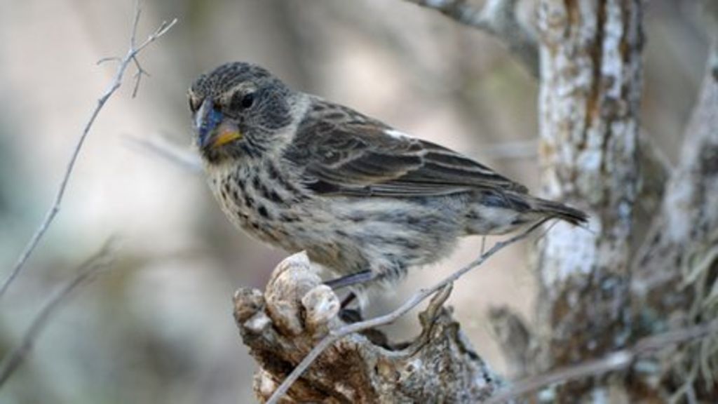 Threat to Darwin's famous finches