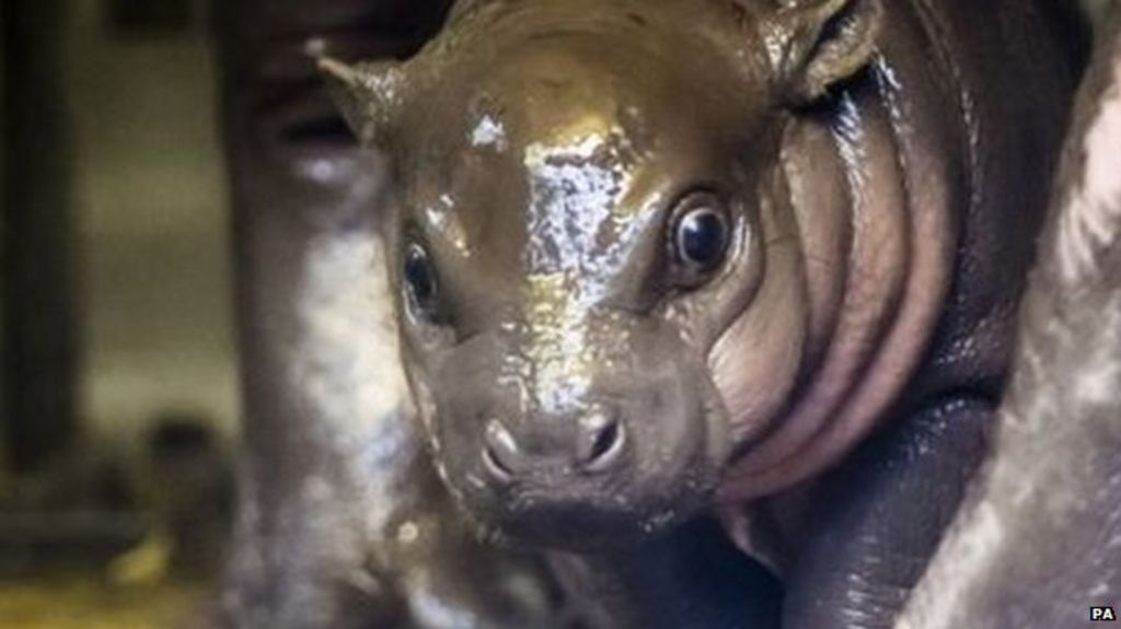 VIDEO: Endangered pygmy hippo born at zoo