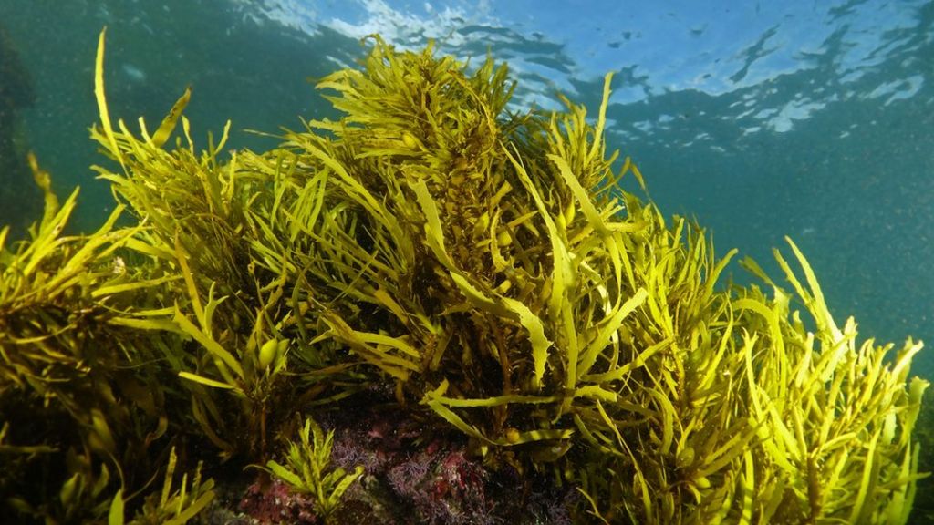 Restoring the 'forests of the sea'