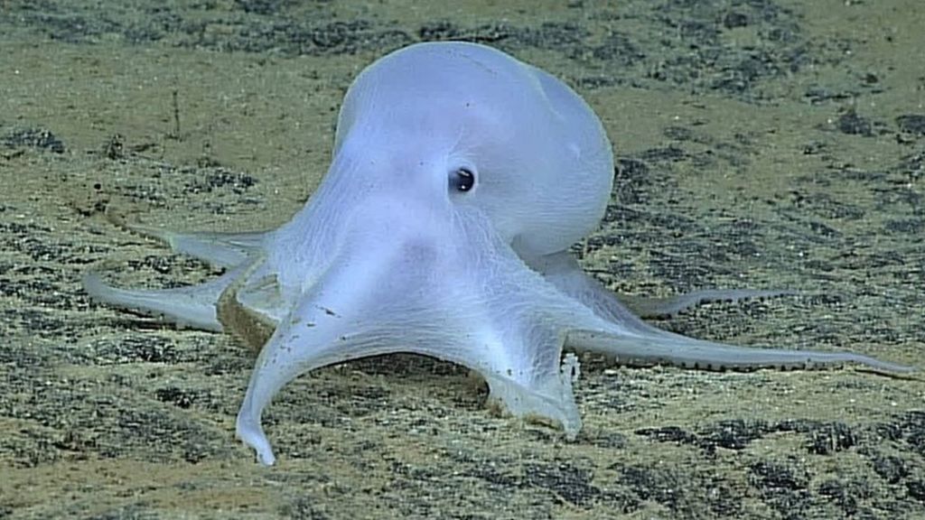 Ghost-like 'Casper' octopod discovered