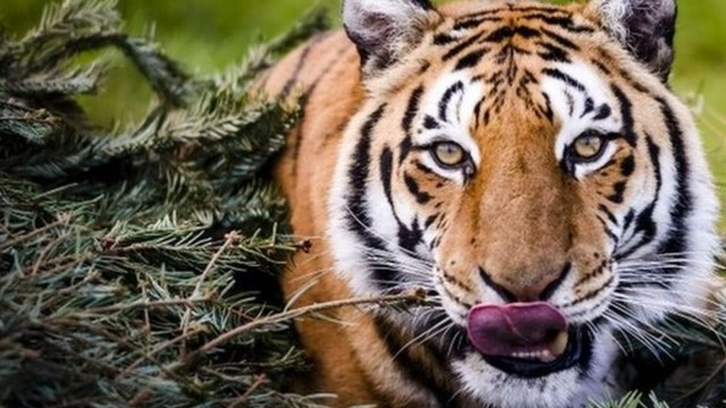 VIDEO: Wild tiger numbers on the rise