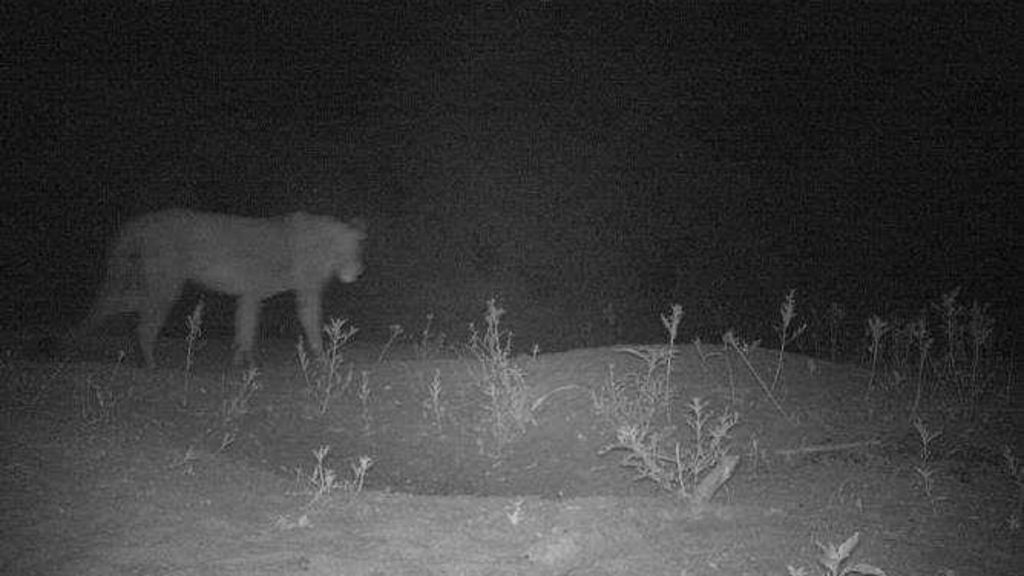 Lions rediscovered in Ethiopia park