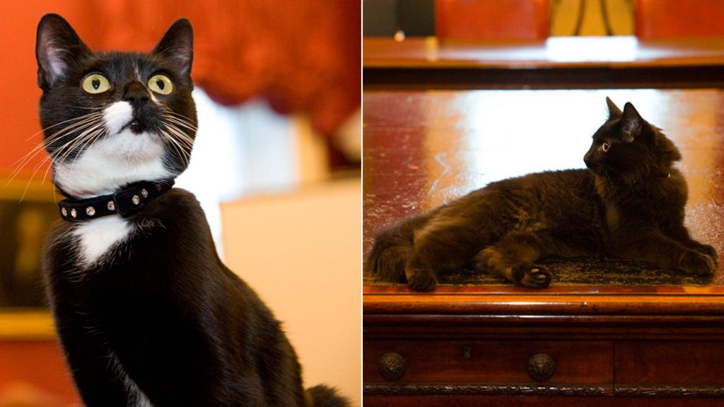 Cabinet Office cats Evie and Ossie join Whitehall mousers
