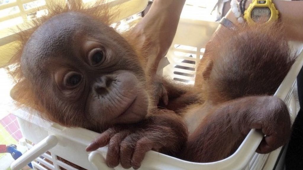 Baby orangutans rescued from Thai taxi