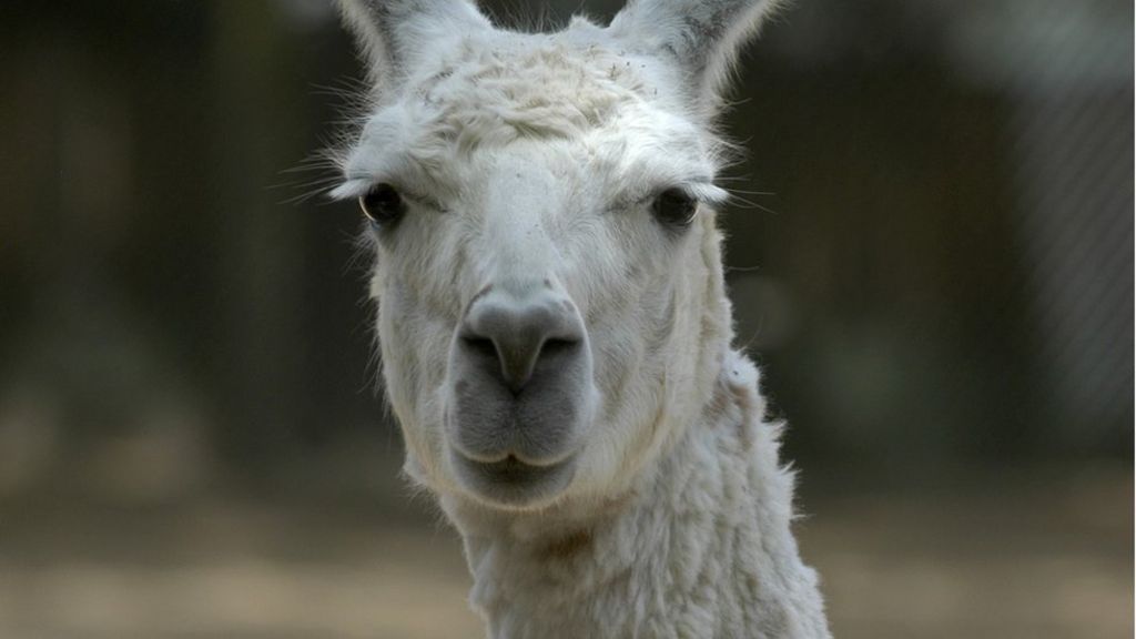 Buenos Aires to shut scandal-prone zoo