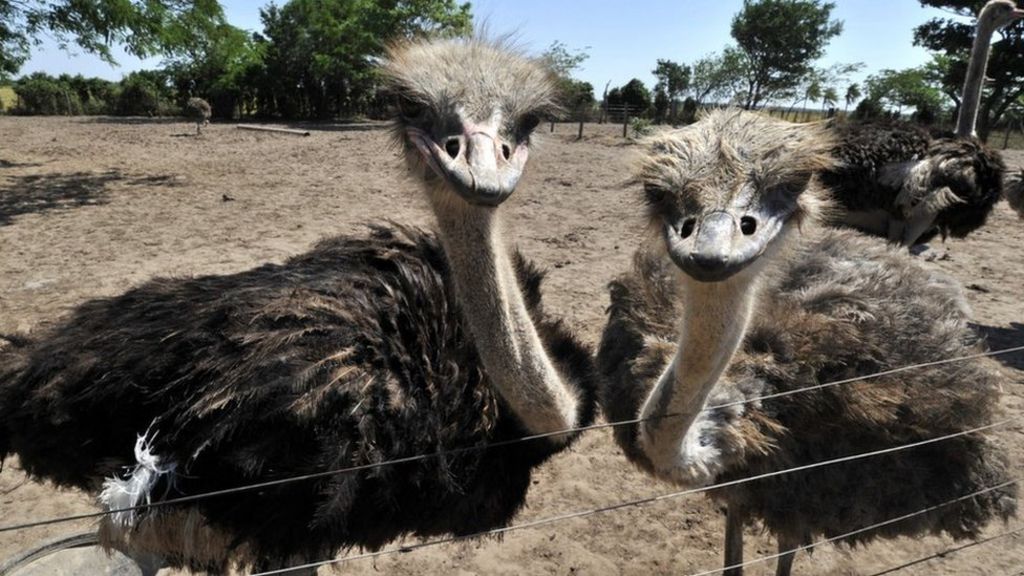 Why is Ford's hi-tech factory using ostrich feathers?