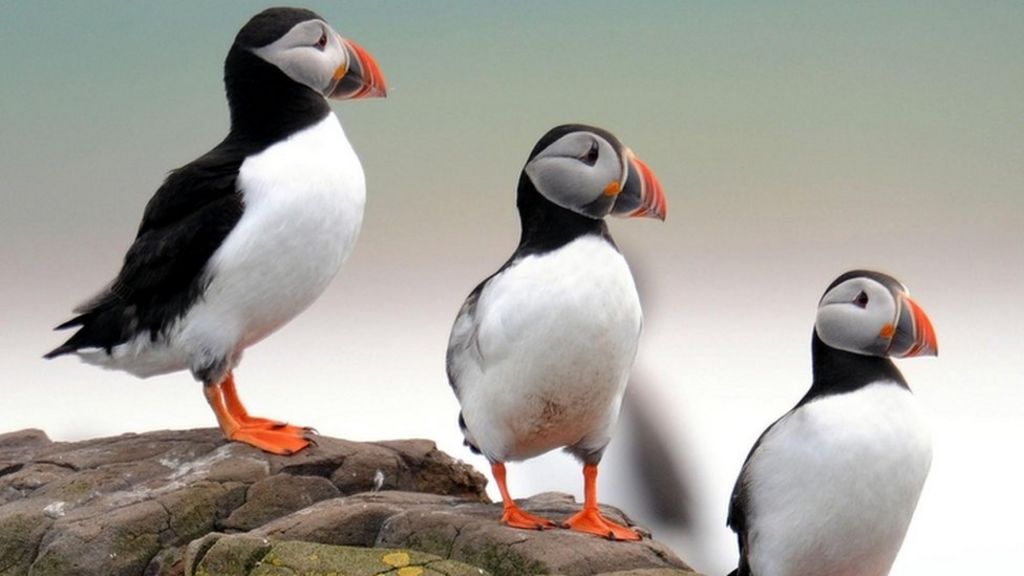 Four UK bird species 'face extinction'