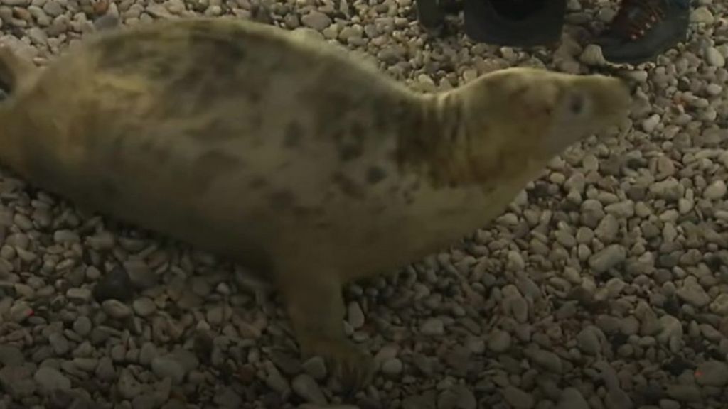 Welsh Mountain Zoo seal pup convinced to return to wild