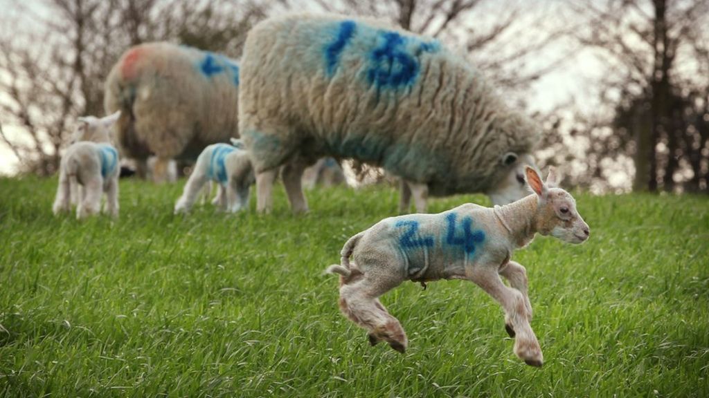 The true cost of sheep rustling
