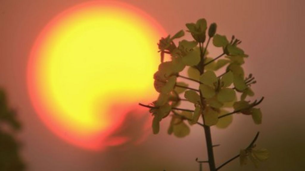 'Dodgy diesel' threatens biofuel market