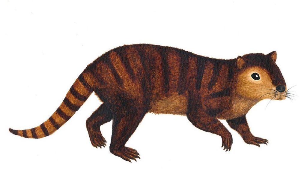 Newly discovered mammal species survived dinosaur extinction - BBC News