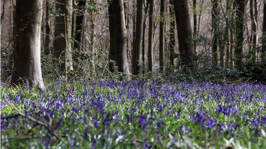 'Step change' needed to create more woodland