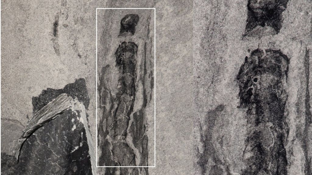 Sea worm fossil gives clues to 'common ancestor'