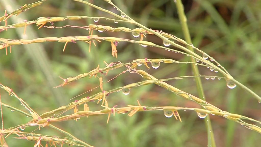 VIDEO: Hope for typhoon-hit rice farmers