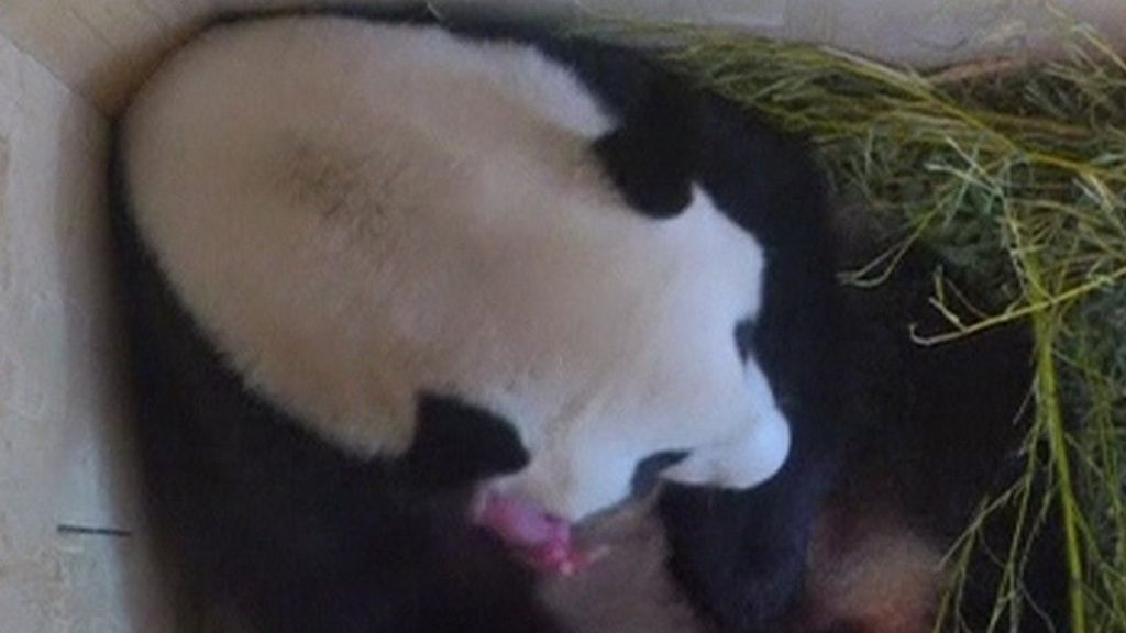 Rare giant panda cub born at Vienna zoo - mother's fourth