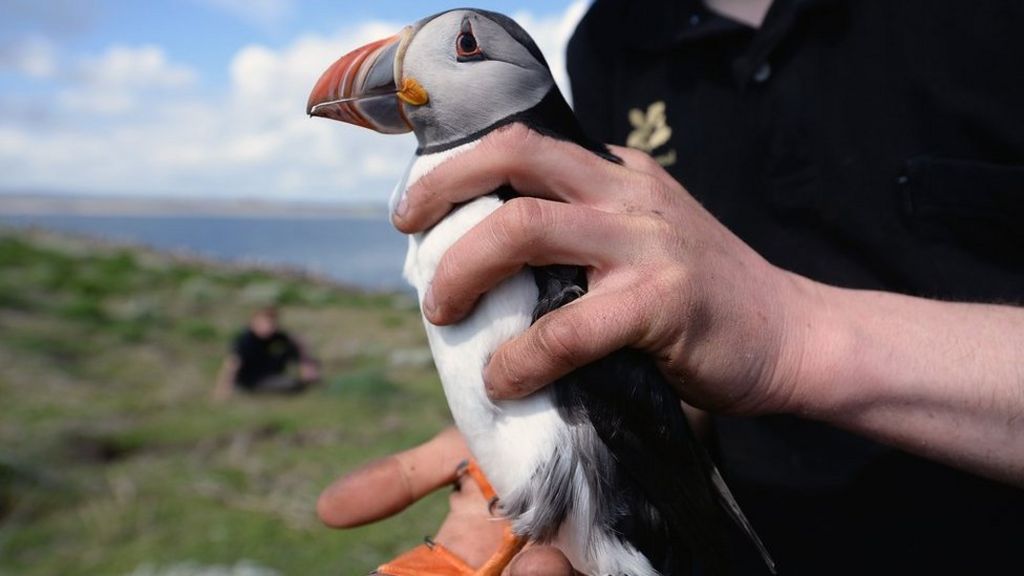 Puffins not PowerPoint as Farne Islands seeks new ranger
