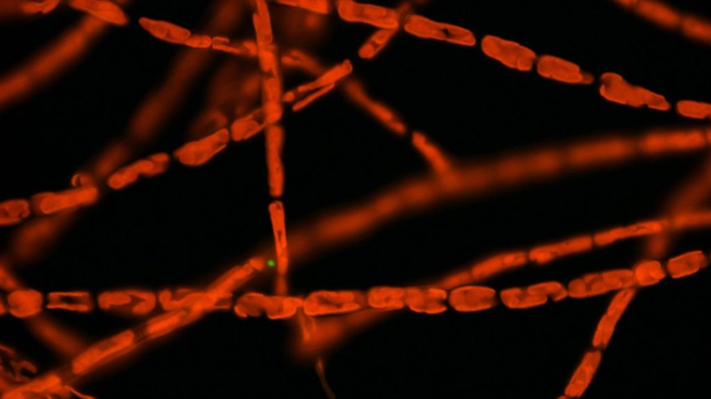 Diseased algae inspire designs