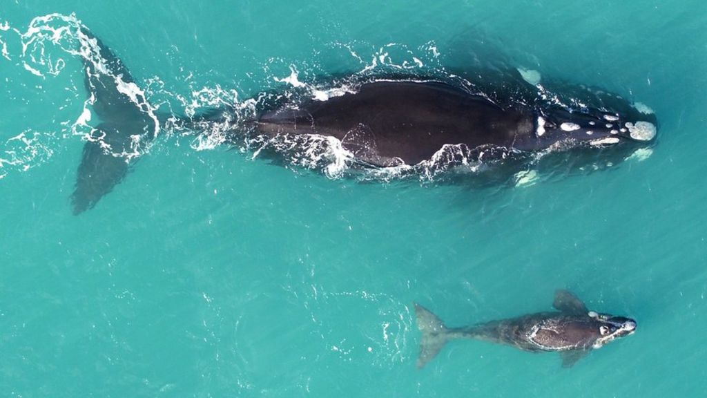 Drones show southern right whales off Western Australia - BBC News