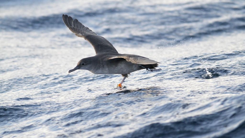 Europe's rarest seabird 'faces extinction'