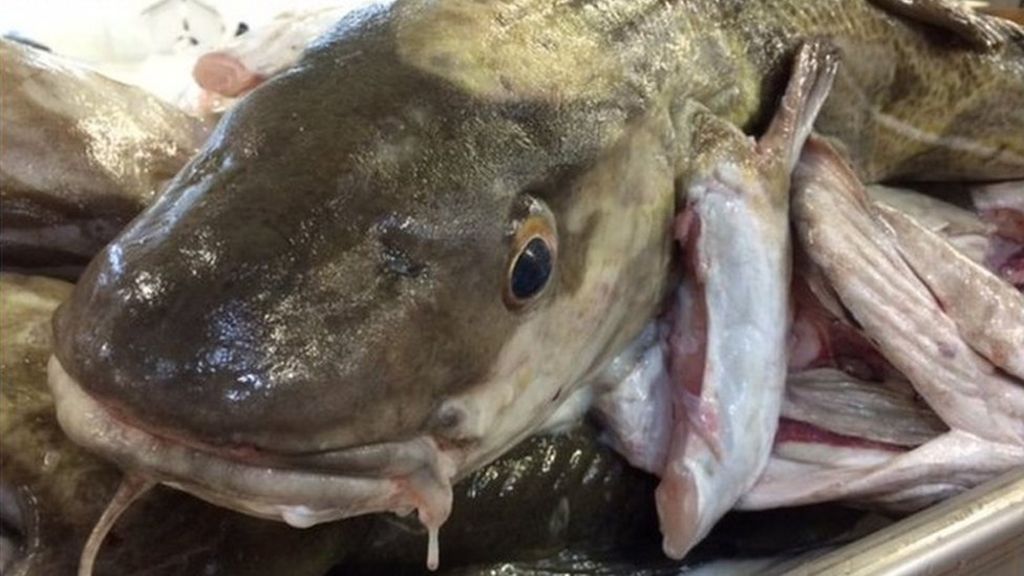 Iceland's fishing industry 'better off outside' EU