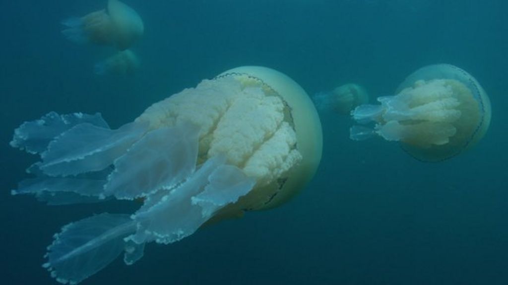Giant jellyfish in 'record numbers' BBC News