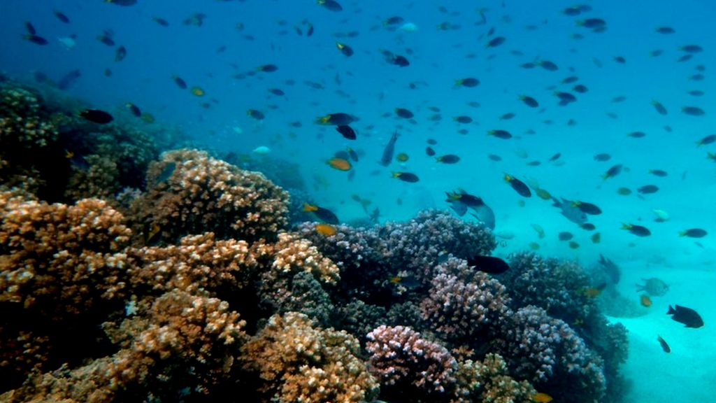 VIDEO: Dying coral reefs 'dull fish senses'